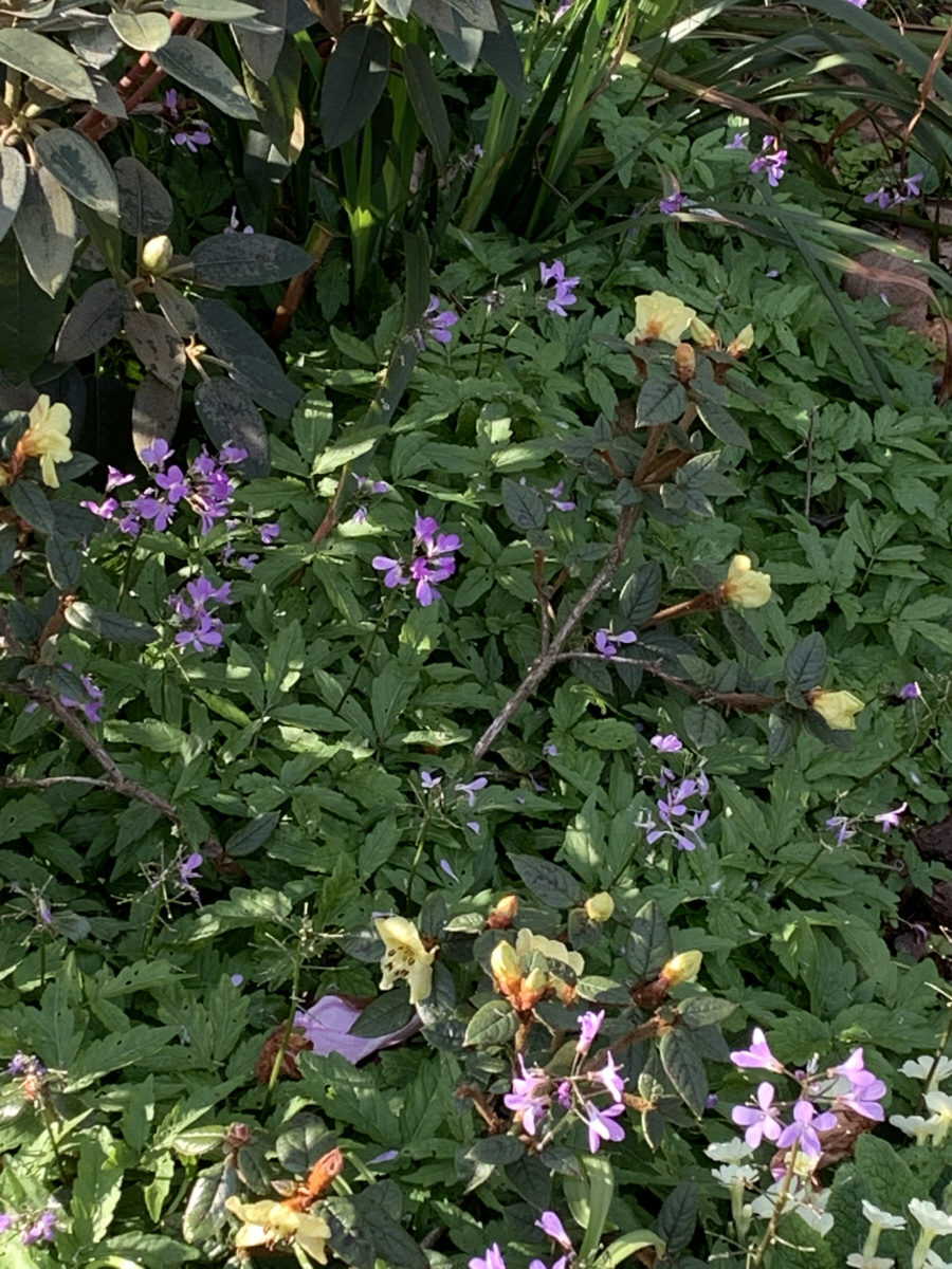 seinghkuense growing with Cardamine quinquefolia
